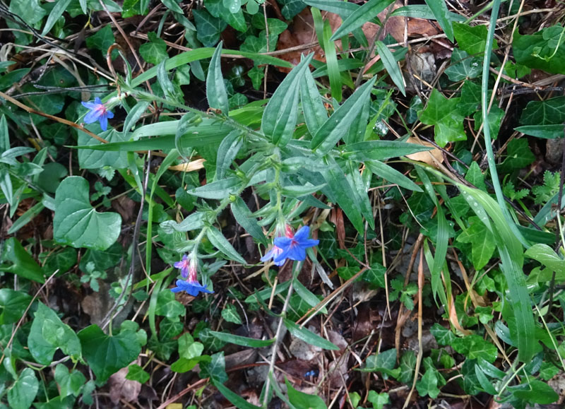 Aegonychon purpurocaeruleum (= Buglossoides purpurocaerulea) - Boraginaceae